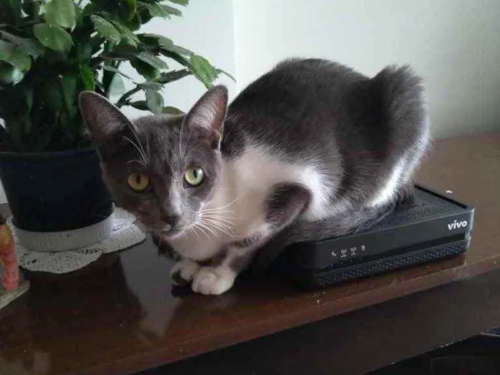Gato ra a SEM RAÇA ESPECIFICA idade 2 anos nome LADY