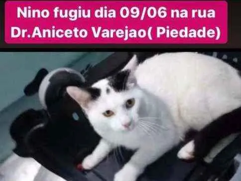 Gato ra a RSD idade 1 ano nome NINO