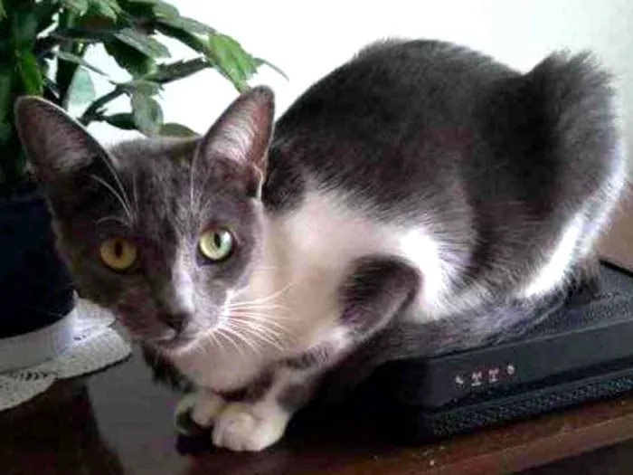 Gato ra a SEM RAÇA ESPECIFICA idade 2 anos nome LADY