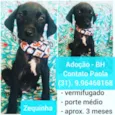 Zequinha
