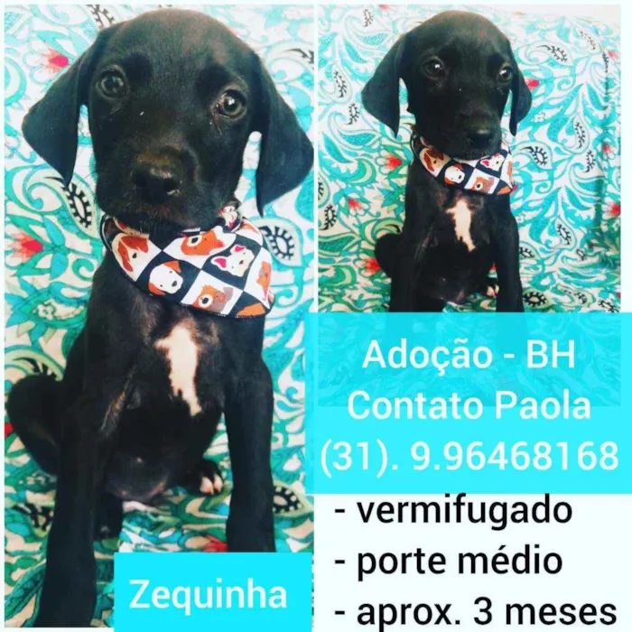 Cachorro raça SRD idade 2 a 6 meses nome Zequinha