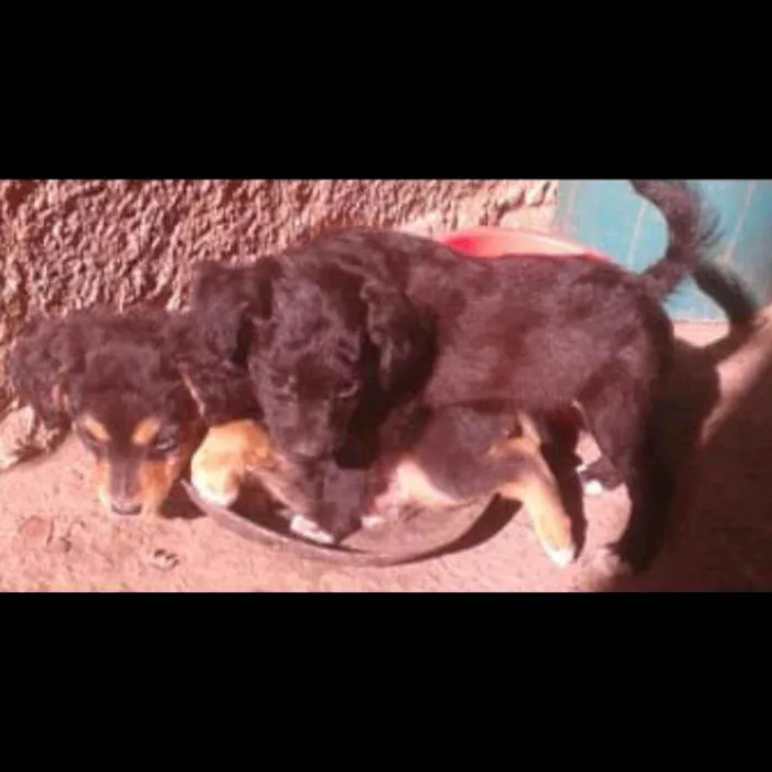 Cachorro raça sem raça idade 2 a 6 meses nome Não tem nome 