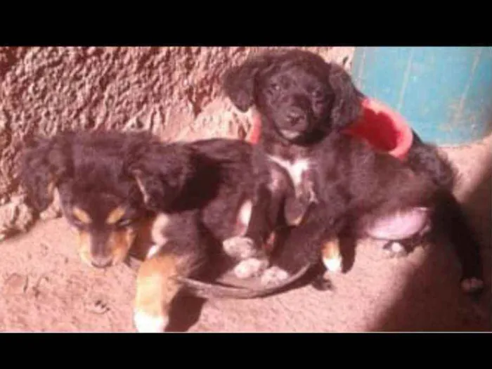 Cachorro raça sem raça idade 2 a 6 meses nome Não tem nome 