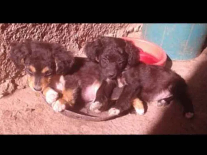 Cachorro raça sem raça idade 2 a 6 meses nome Não tem nome 