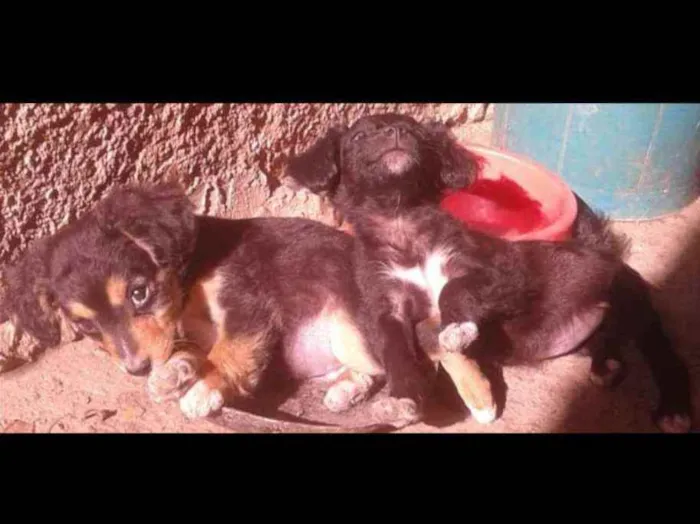 Cachorro raça sem raça idade 2 a 6 meses nome Não tem nome 