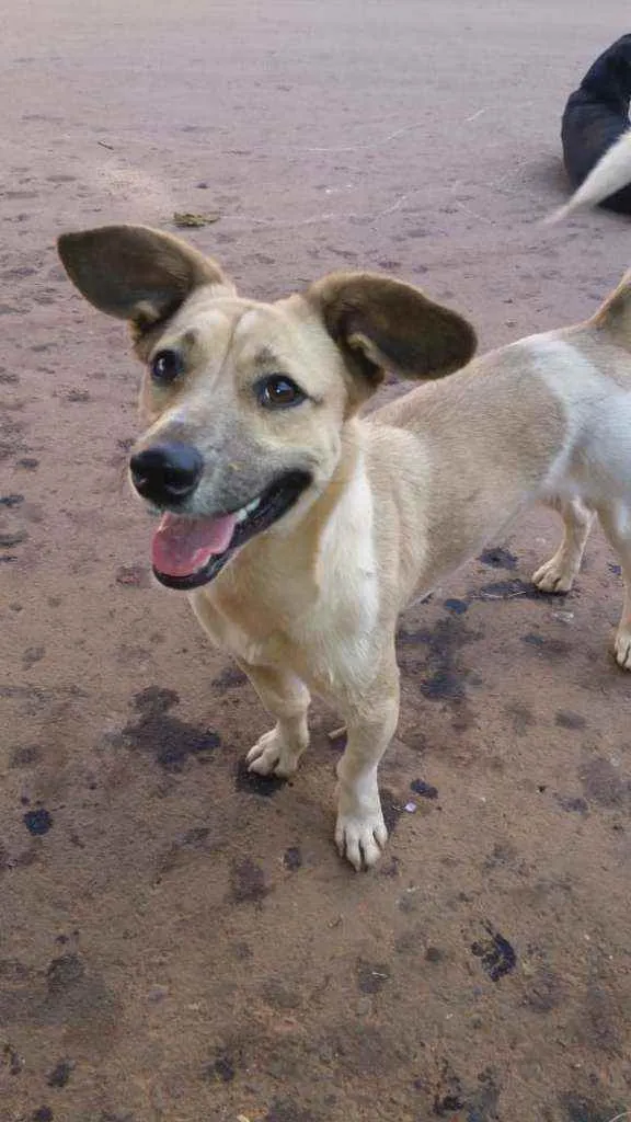 Cachorro ra a Vira lata idade 7 a 11 meses nome Zorelha