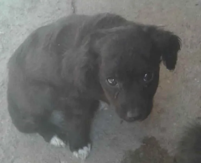 Cachorro raça sem raça idade 2 a 6 meses nome Não tem nome 