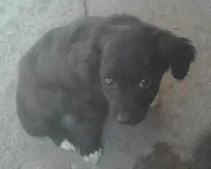 Cachorro raça sem raça idade 2 a 6 meses nome Não tem nome 