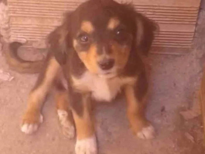 Cachorro raça sem raça idade 2 a 6 meses nome Não tem nome 