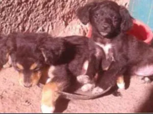 Cachorro raça sem raça idade 2 a 6 meses nome Não tem nome 