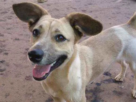 Cachorro ra a Vira lata idade 7 a 11 meses nome Zorelha