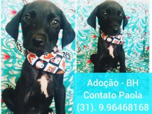 Cachorro raça SRD idade 2 a 6 meses nome Zequinha