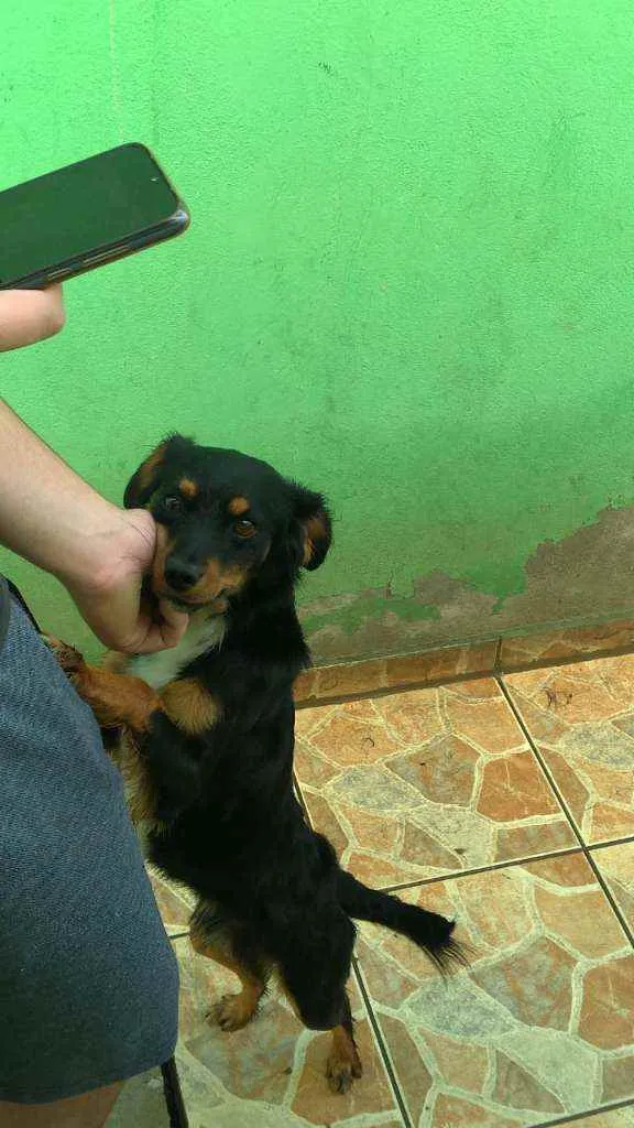 Cachorro ra a Viralata com ascendencia em po idade 2 anos nome Nazus