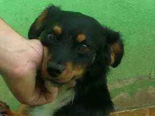 Cachorro ra a Viralata com ascendencia em po idade 2 anos nome Nazus