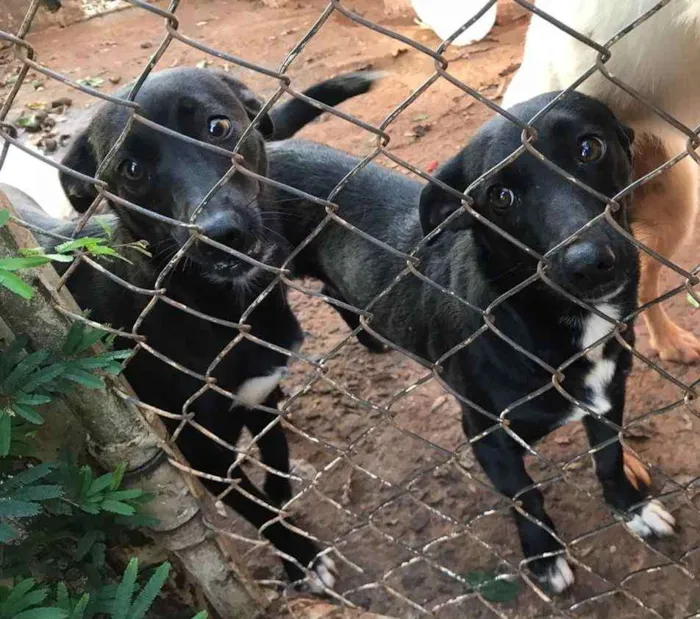 Cachorro ra a Vira-lata idade 1 ano nome Neguinha e pretinha 