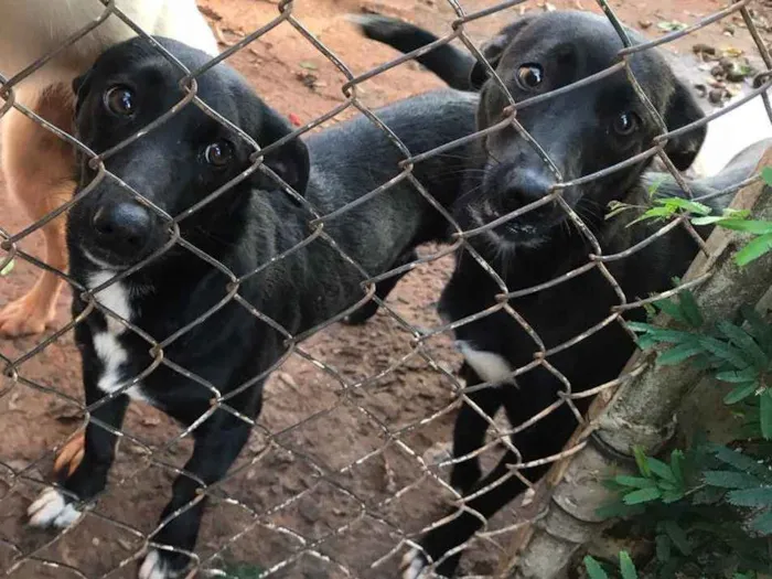 Cachorro ra a Vira-lata idade 1 ano nome Neguinha e pretinha 