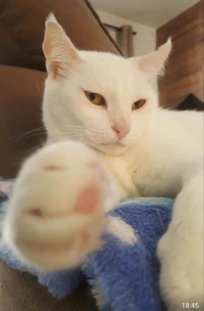 Gato ra a SRD idade 1 ano nome CATARINA 