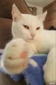 CATARINA