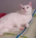 CATARINA