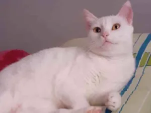 Gato raça SRD idade 1 ano nome CATARINA 