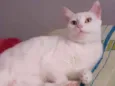 CATARINA