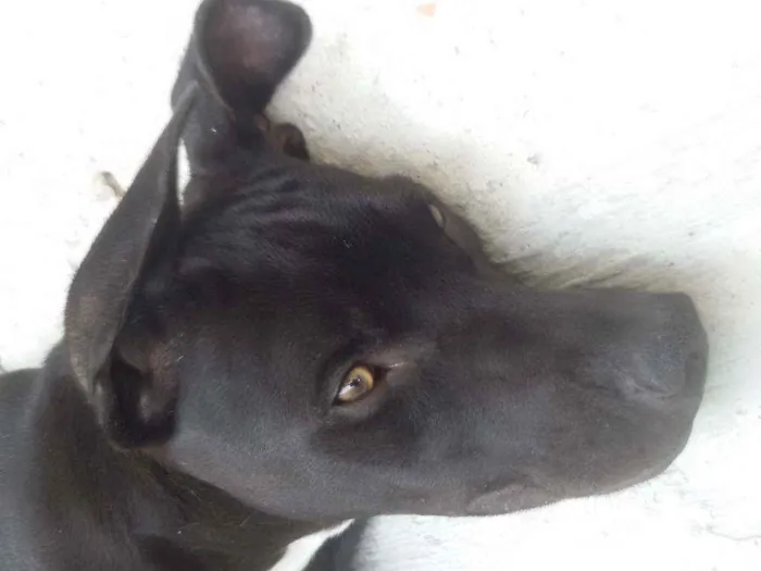 Cachorro ra a pitbull idade 1 ano nome Romeu