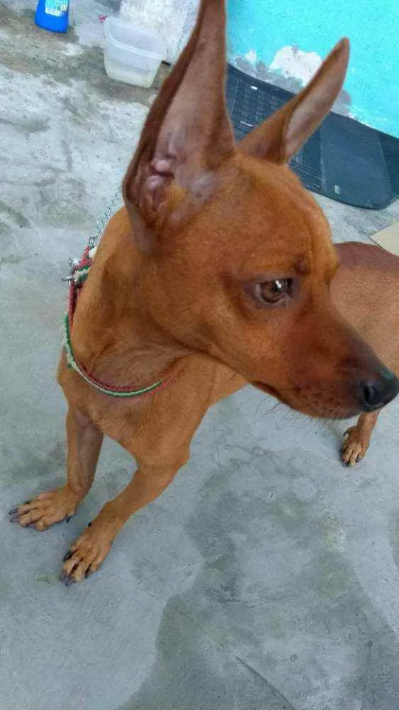 Cachorro ra a Pinscher com Dachshund idade 6 ou mais anos nome Toty