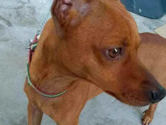 Cachorro ra a Pinscher com Dachshund idade 6 ou mais anos nome Toty