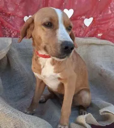 Cachorro ra a SRD idade 1 ano nome Spock