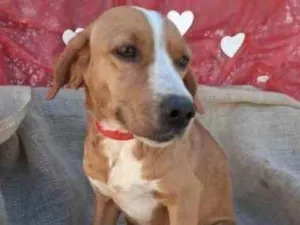 Cachorro raça SRD idade 1 ano nome Spock