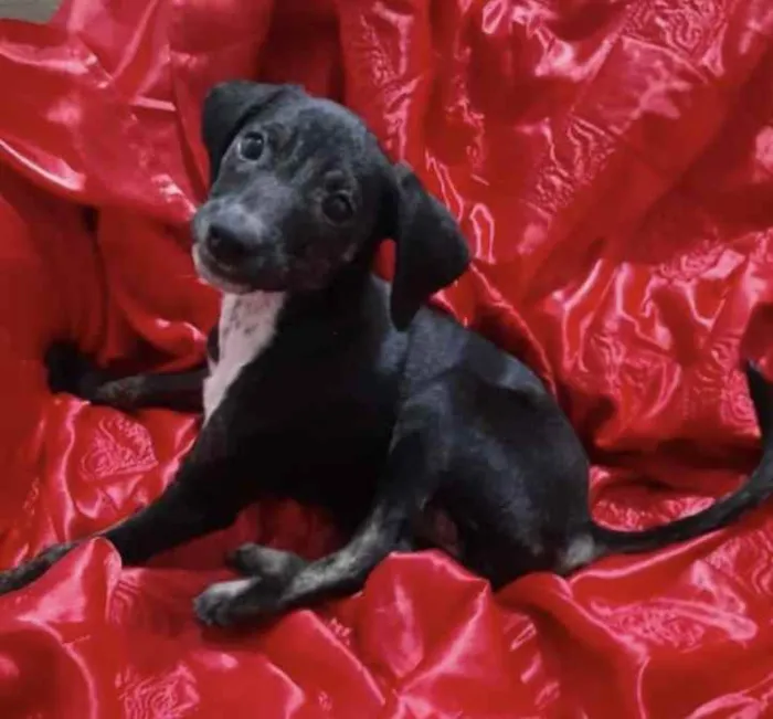 Cachorro ra a SRD idade 2 a 6 meses nome Luna 