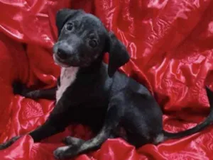 Cachorro raça SRD idade 2 a 6 meses nome Luna 