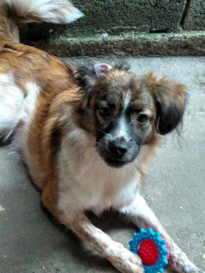 Cachorro ra a N/D idade 2 a 6 meses nome Juninho