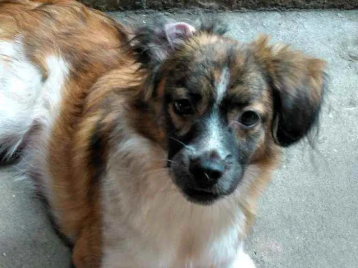 Cachorro ra a N/D idade 2 a 6 meses nome Juninho