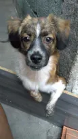 Juninho