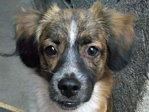 Cachorro raça N/D idade 2 a 6 meses nome Juninho
