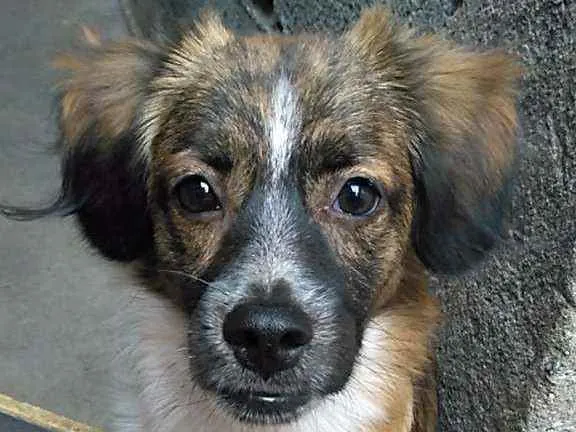 Cachorro ra a N/D idade 2 a 6 meses nome Juninho