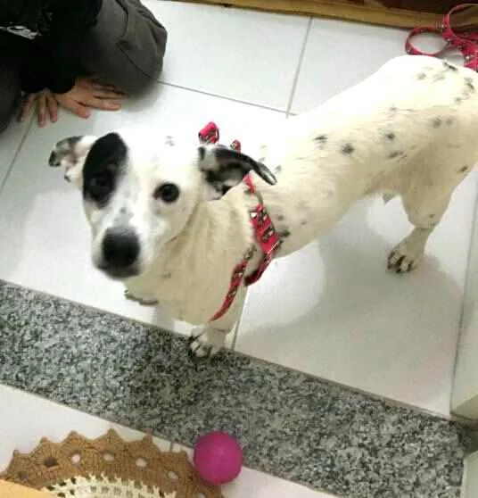 Cachorro ra a  idade 3 anos nome Pandora 
