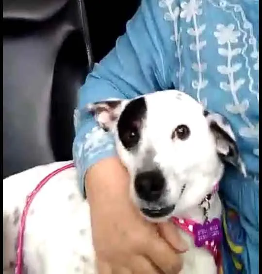 Cachorro ra a  idade 3 anos nome Pandora 