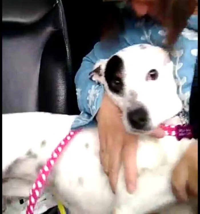 Cachorro ra a  idade 3 anos nome Pandora 