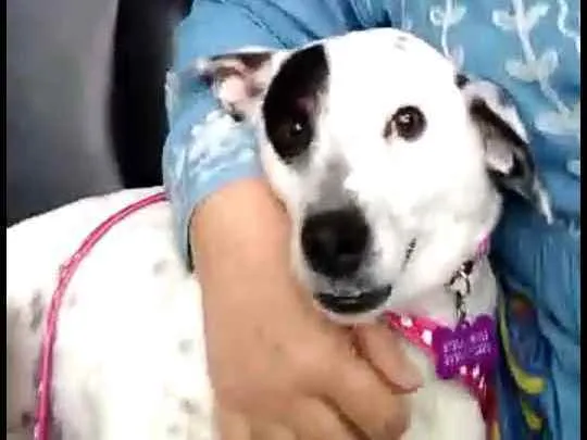 Cachorro ra a  idade 3 anos nome Pandora 