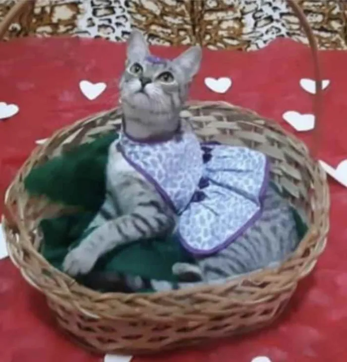 Gato ra a SRD idade 7 a 11 meses nome Gigi 