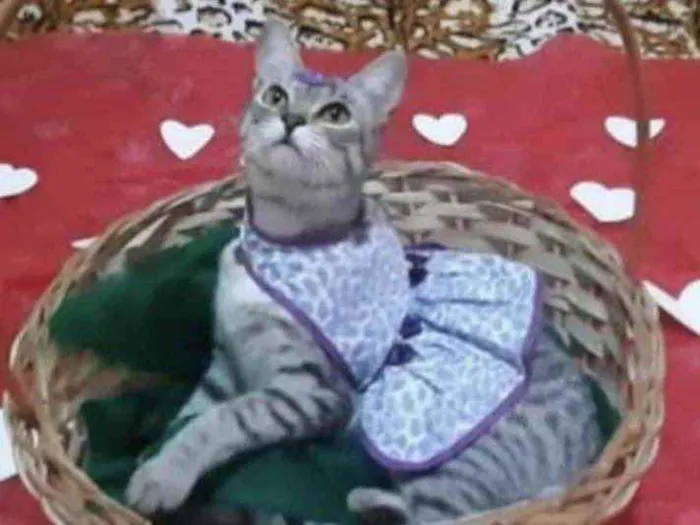 Gato ra a SRD idade 7 a 11 meses nome Gigi 
