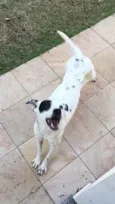 Pandora