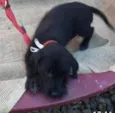 Teo e Léo 