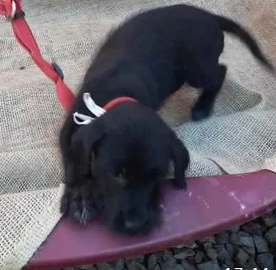 Cachorro ra a SRD idade 2 a 6 meses nome Teo e Léo 