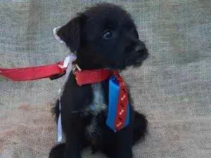 Cachorro raça SRD idade 2 a 6 meses nome Teo e Léo 