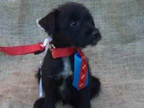 Cachorro ra a SRD idade 2 a 6 meses nome Teo e Léo 
