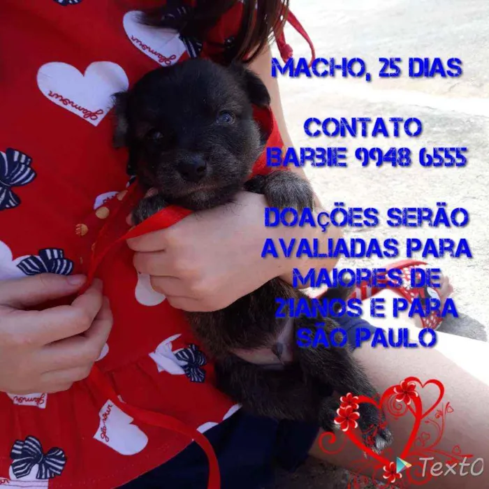 Cachorro ra a Srd idade Abaixo de 2 meses nome Neguinho