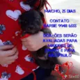 Neguinho